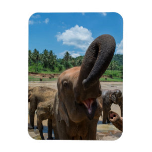 Elephant Sri Lanka Magnet
