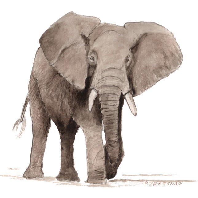 Elephant Sticker (Creator Uploaded)