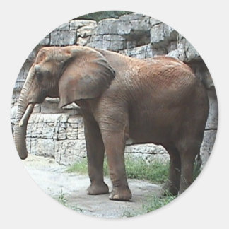 Elephant Sticker