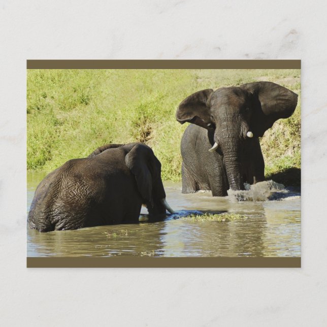 Elephant swimming (african elephant) postcard (Front)