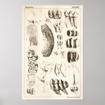 Elephant Teeth Veterinary Dental Anatomy Print by AcupunctureProducts at Zazzle