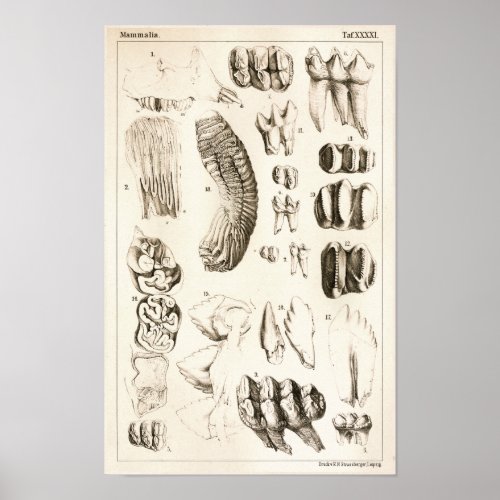 Elephant Teeth Veterinary Dental Anatomy Print