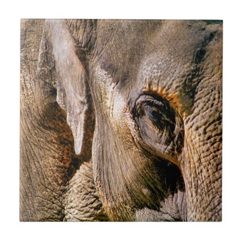 ELEPHANT TILE