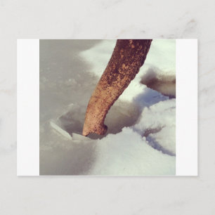 Elephant Trunk Postcard