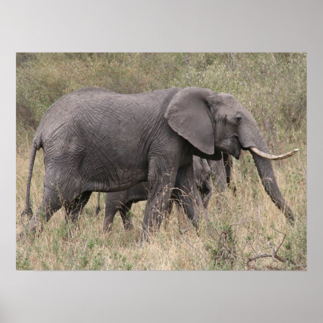 elephant tusked poster (Front)