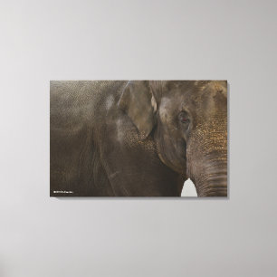 Elephant Up-Close Canvas Print