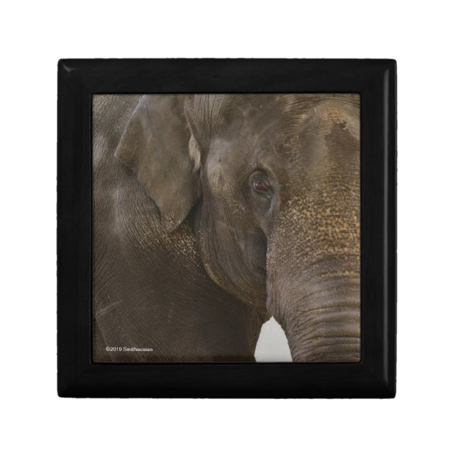 Elephant Up-Close Gift Box (Front)