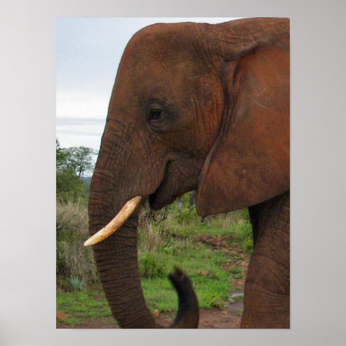 Elephant Upclose in Africa Poster