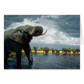 Elephant walk (Front Horizontal)