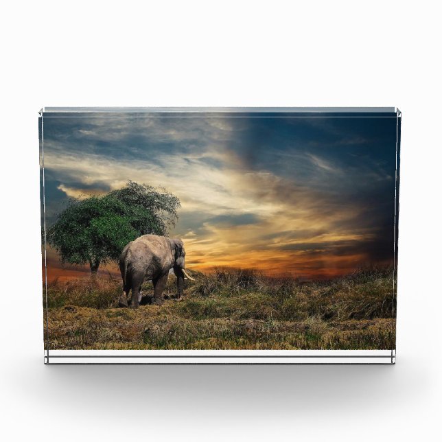 Elephant walking at sunset photo block (Front)