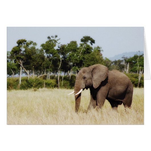 Elephant walking Masai Mara Plains, Kenya card (Front Horizontal)