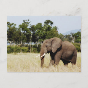 Elephant walking Masai Mara Plains, Kenya postcard