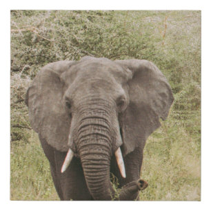 ELEPHANT WATCHING A TOUR CAR FAUX CANVAS PRINT