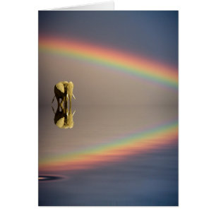 Elephant, Water & Rainbow, Kenya