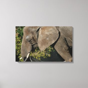 Elephant Wrapped Canvas by lynnsphotos at Zazzle