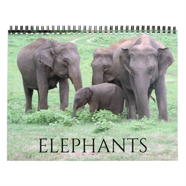 elephants 2027 calendar (Cover)