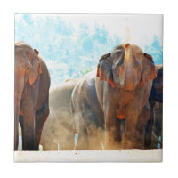 Elephants Animals Safari Destiny Peace Love