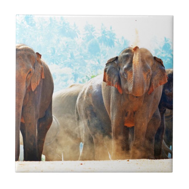 Elephants Animals Safari Destiny Peace Love Ceramic Tile (Front)