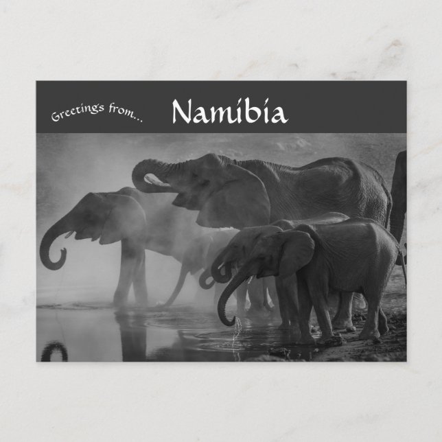 Elephants at Etosha National Park Namibia Postcard (Front)