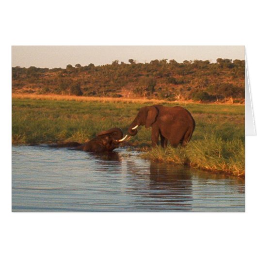 Elephants at sunset, Chobe Cards (Front Horizontal)