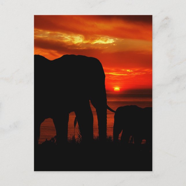 Elephants at Sunset Postcard (Front)