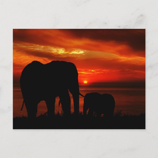 Elephants at Sunset Postcard (Front)