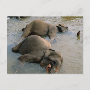 Elephants at the Waterhole Postcard