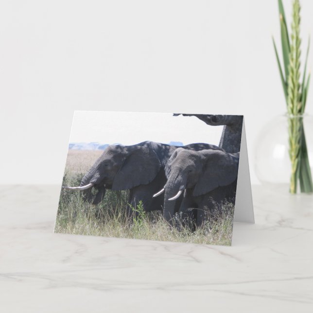 elephants card (Front)
