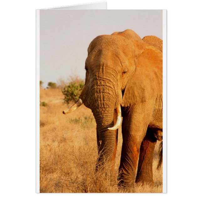 Elephants Cards (Front)