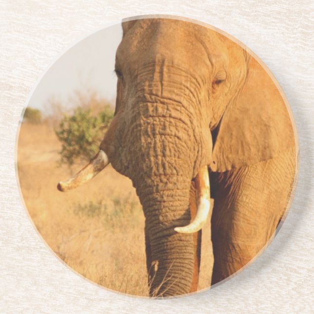 Elephants Drink Coaster (Front)