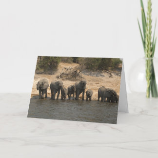 Elephants Drinking from Chobe River Card