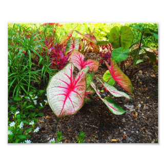 Elephant's Ear Photo Print