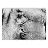 Elephants Eye, 2017 (Front Horizontal)