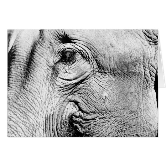 Elephants Eye, 2017 Cards (Front Horizontal)