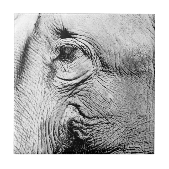 Elephants Eye, 2017 Ceramic Tile (Front)