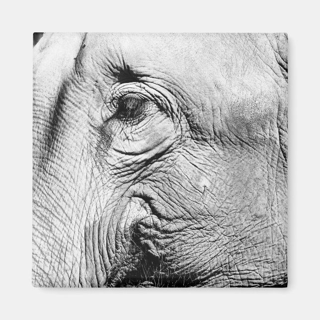 Elephants Eye, 2017 Magnet (Front)