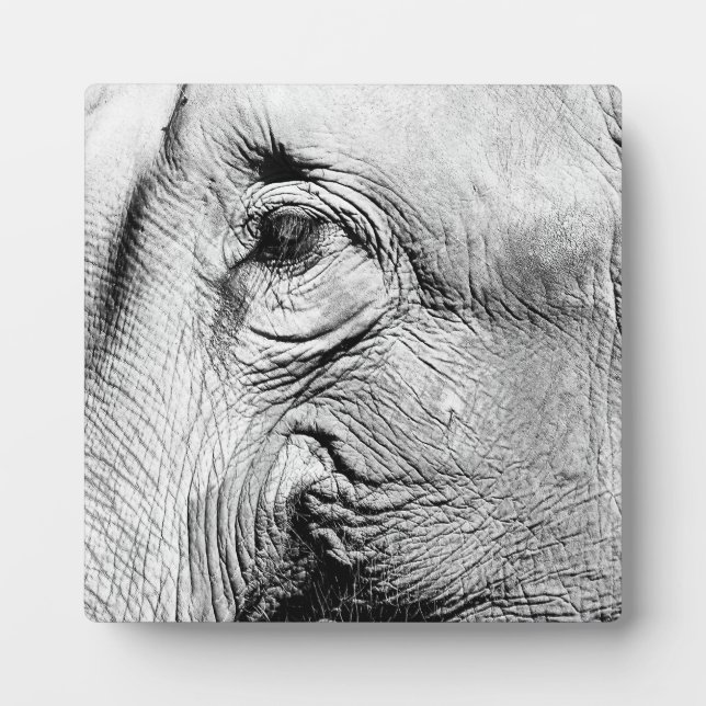 Elephants Eye, 2017 Plaque (Front)