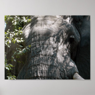 Elephant's face poster