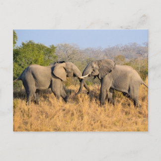Elephants Fighting Postcard