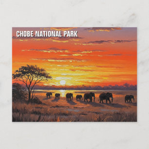 Elephants in Chobe National Park Botswana Postcard