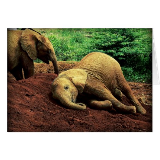 Elephants in Kenya (Front Horizontal)