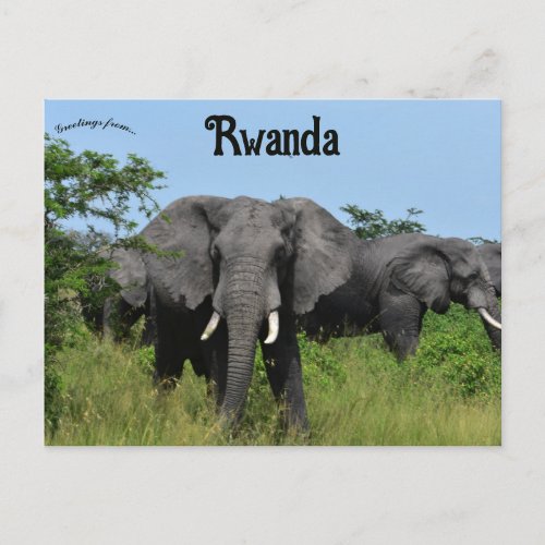 Elephants in Kigali Rwanda Postcard