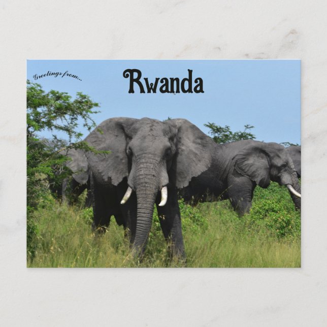 Elephants in Kigali Rwanda Postcard (Front)