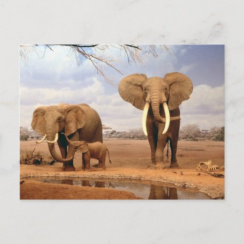 Elephants in the desert postcard