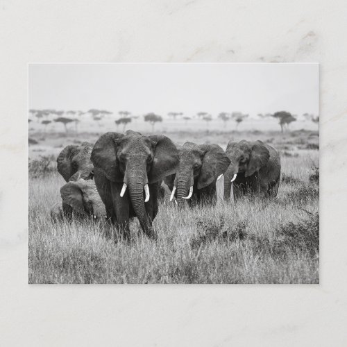 Elephants in the Masai Mara postcard