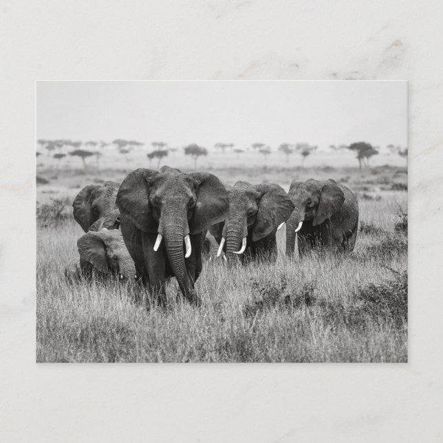 Elephants in the Masai Mara postcard (Front)