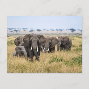 Elephants in the Masai Mara Postcard