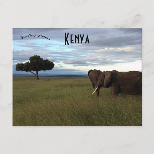 Elephants on a Plain in Kenya Postcard