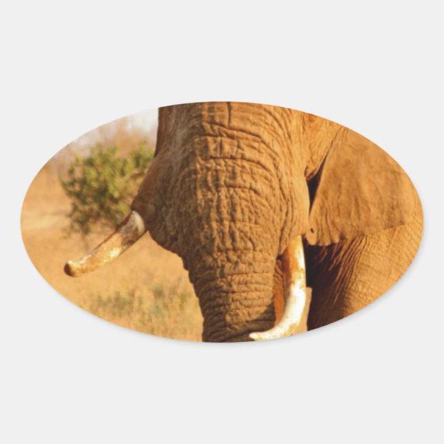 Elephants Oval Sticker (Front)