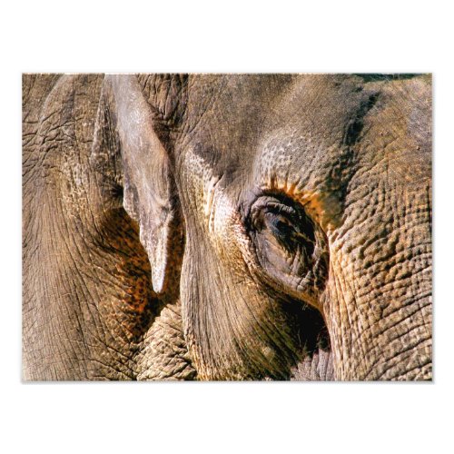 ELEPHANTS PHOTO PRINT